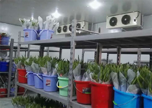 鮮花保鮮日皮网站在线观看建造